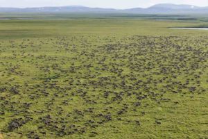 Caribou migration