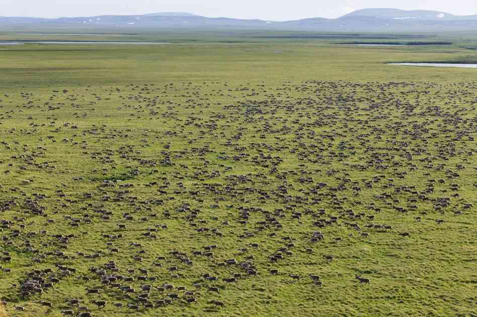 Caribou migration