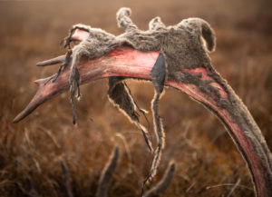 Caribou Antler shedding its velvet