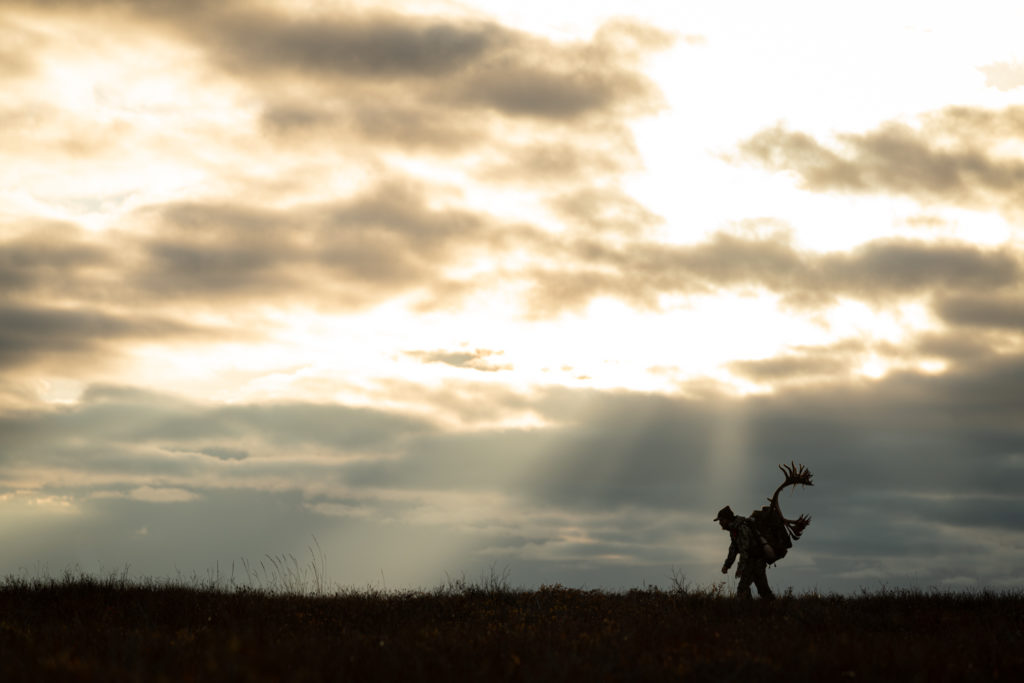 Packing out a caribou bull