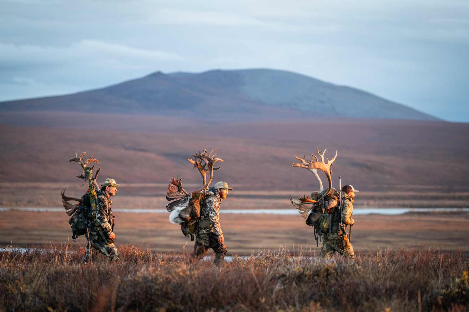 Alaska DIY Caribou Hunters packing out bulls.