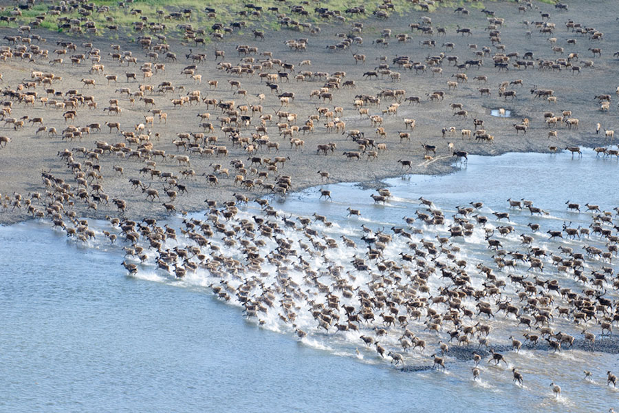 Caribou migration crossing a river in Alaska GMU 26 out of Kotzebue.