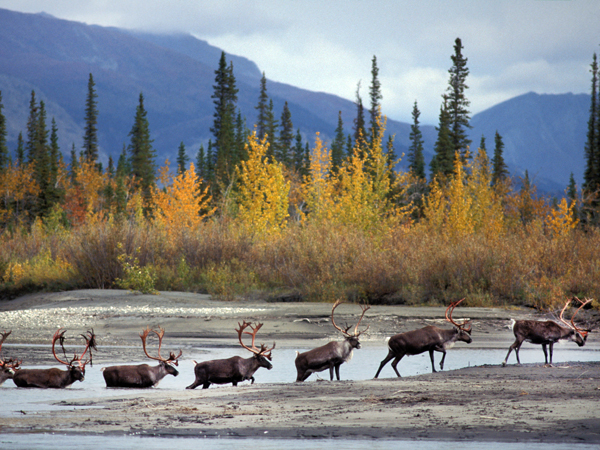 Caribou bulls crossing a river.