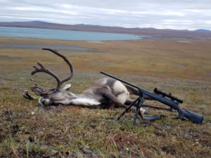 Caribou down