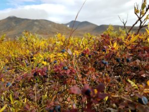 Tundra and Blueberries