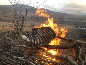 Cooking caribou ribs on the campfire.