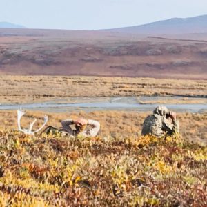 Glassing for caribou
