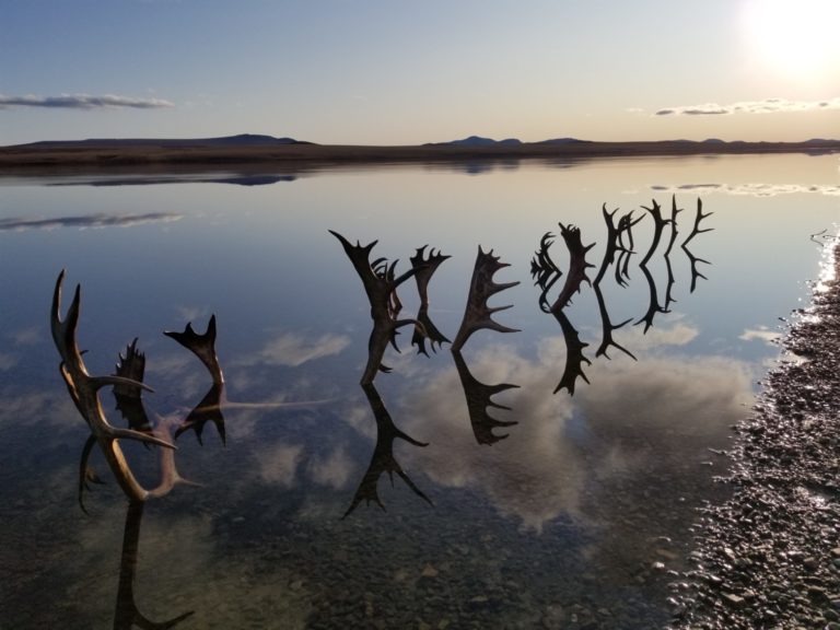 Caribou antlers in the lake