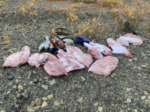 Caribou loaded in meat bags