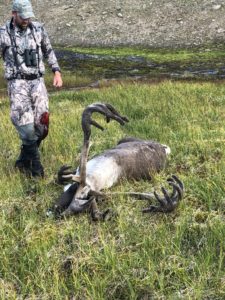 Walking up to a bull