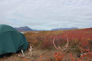 Caribou camp