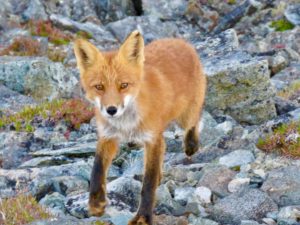 Red fox