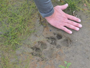 Wolf Tracks