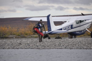 Dropping an unguided caribou in the field