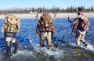 Caribou hunters packing out bulls