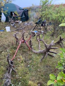 Caribou antlers in camp