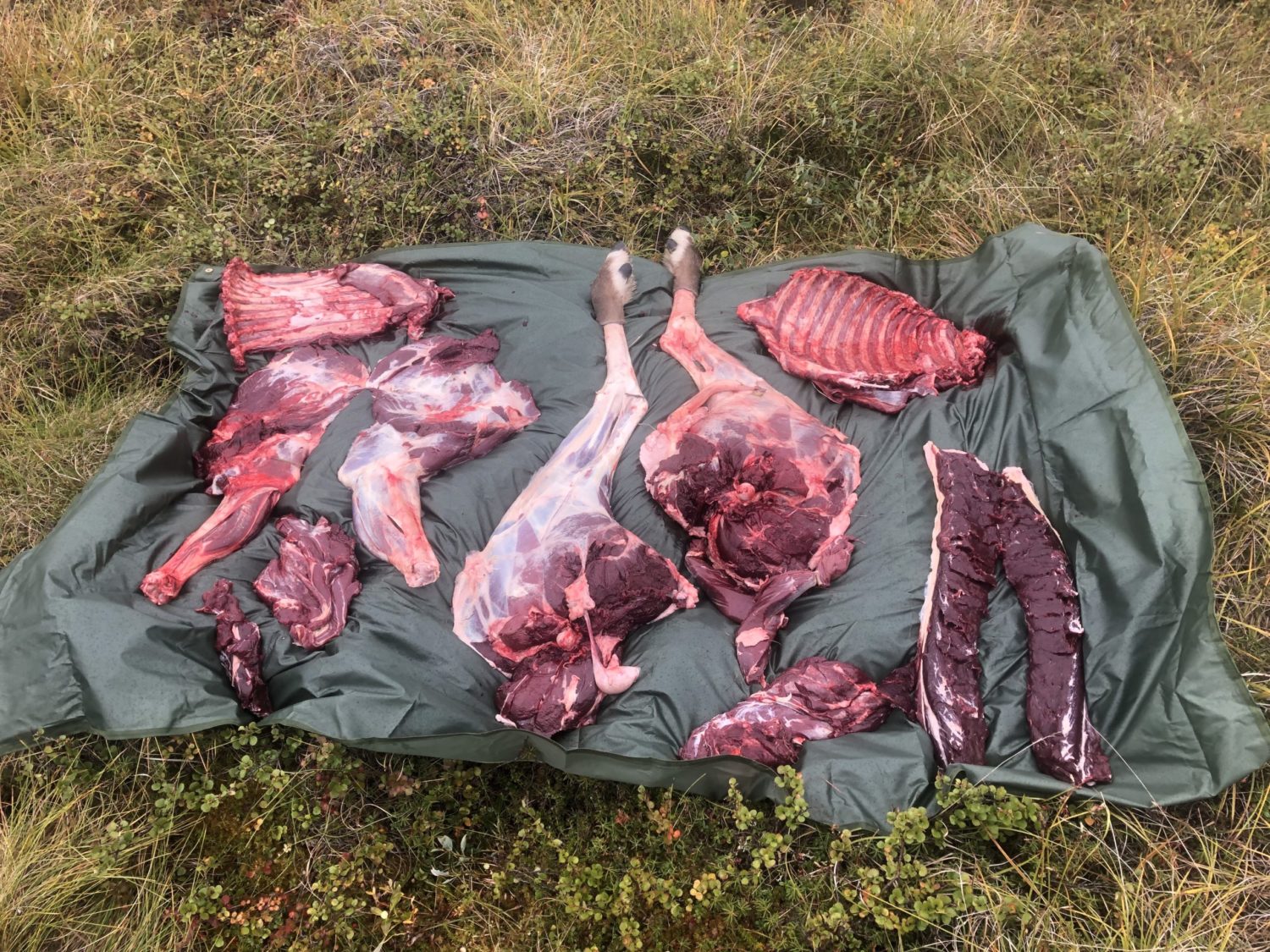 In-Field Meat Care and Salvage Requirements - Unguided Alaska