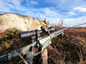 Wolf hunting in Alaska