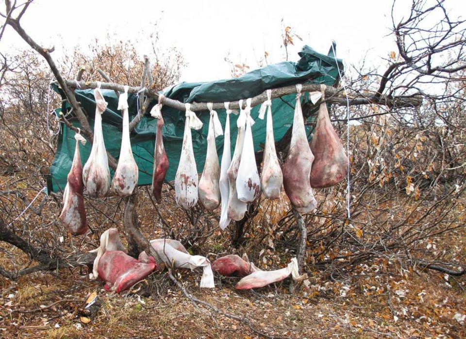 Hanging meat in camp