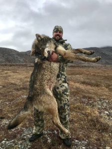 Wolf hunting in Alaska