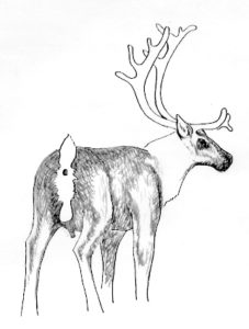 How to identify a bull caribou.