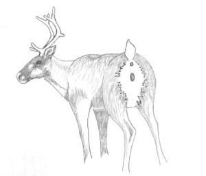 How to identify a cow caribou.