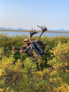 Packing out a velvet bull