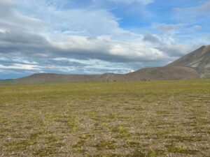 Seeing caribou from camp