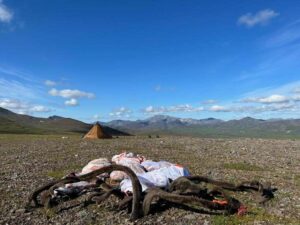 Caribou and camp