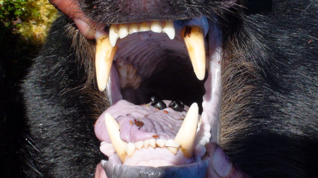 Unguided black bear hunting in Alaska