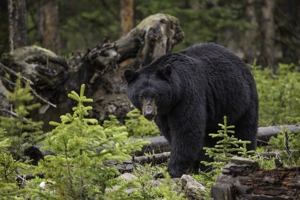 Unguided black bear hunts in Alaska.